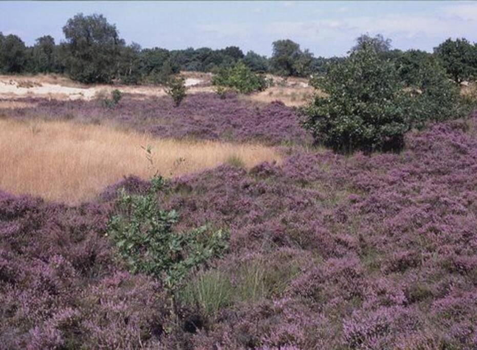 Natuurhuisje Oisterwijk Villa Luaran gambar